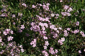 Gypsophila repens 'Filou Rose'