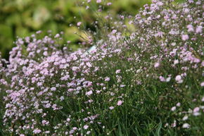 Gypsophila repens 'Pink Star'