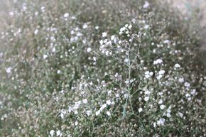 Gypsophila repens 'Rosenschleier'