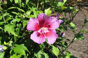 Hibiskus, Eibisch 'Flower Tower Purple'®