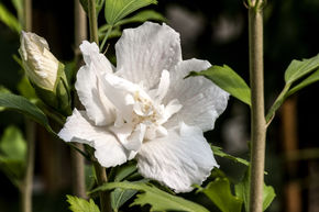 Hibiskus, Eibisch 'Flower Tower White'®