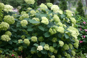 Hydrangea arborescens 'Lime Rickey'