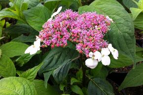 Japanische Teehortensie 'Oamacha'