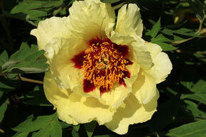 Paeonia x suffruticosa 'Hai Huang'