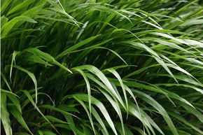 Hakonechloa macra 'Green Hills'