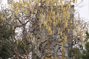 Corylus avellana 'Contorta' 