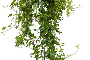 Hedera helix 'Pittsburgh'