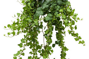 Hedera helix 'Wonder'