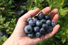 Heidelbeeren kaufen in Top-Qualität bei Ihrem Experten LUBERA