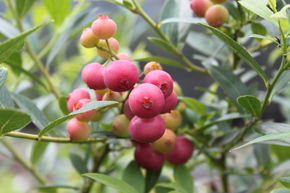 Heidelbeerstrauch Luberissima Pinkbeere 'Pink Lemonade'