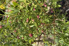 Heidelbeerstrauch Luberissima� Pinkbeere� 'Pink Lemonade'�
