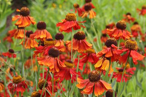 Helenium x cultivars 'Moerheim Beauty'