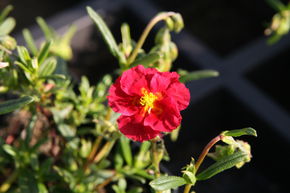 Helianthemum x cultivars 'Blutstrpfchen'