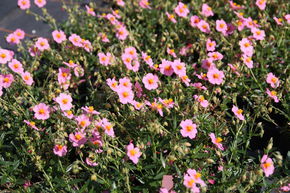 Helianthemum x cultivars 'Lawrensons Pink'