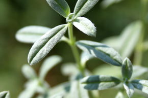 Helianthemum x cultivars 'Snow Queen'
