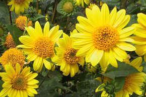 Helianthus decapetalus 'Meteor'