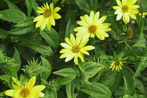 Helianthus microcephalus 'Lemon Queen'