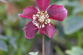 Helleborus orientals 'Pretty Ellen Red'