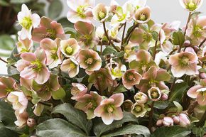 Helleborus x eric. 'Angel Glow' - R -