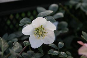 Helleborus niger