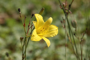 Hemerocallis x cultorum 'Corky'