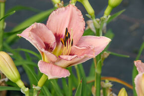 Hemerocallis x cultorum 'I see you'