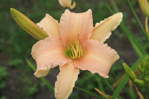 Hemerocallis x cultorum 'Luxury Lace'