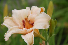 Hemerocallis x cultorum 'Lynn Hall'