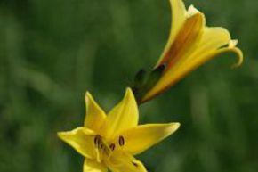 Hemerocallis minor