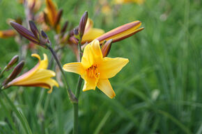 Hemerocallis thunbergii