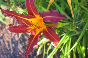 Hemerocallis x cultorum 'Sammy Russel'