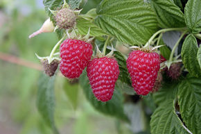 Herbsthimbeere Primeberry Autumn First