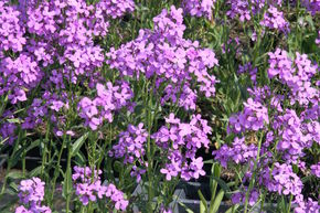 Hesperis matronalis