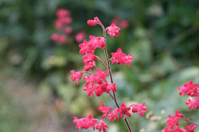 Heuchera sanguinea 'Leuchtkfer'