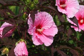 Hibiscus moscheutos 'Summer Storm'