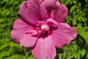Hibiskus 'Flower Tower Ruby'