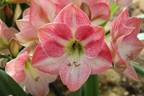 Amaryllis 'Cherry Bloss'