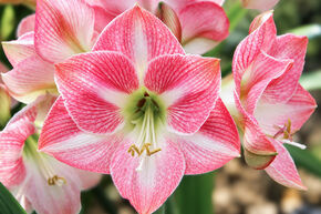 Amaryllis 'Cherry Bloss�'