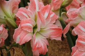 Amaryllis 'Giant Amadeus'