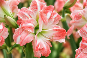 Amaryllis 'Giant Amadeus�'