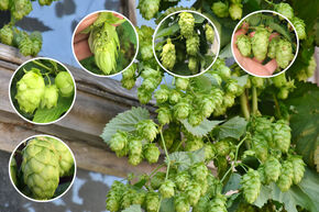 Selbstversorgerset 'Hopfengarten'