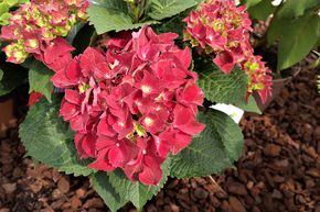 Hortensie, Ballhortensie 'Royal Red'