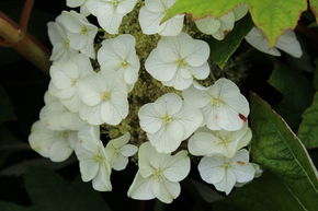 Hortensie, Eichenblttrige Hortensie 'Munchkin'