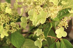 Hortensie, Rispen-Hortensie  'Kyushu'