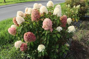 Hortensie, Rispenhortensie Midi-Hydrangeasy 'Chamleon'