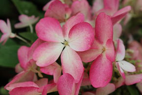 Rispenhortensie 'Pinky Winky'