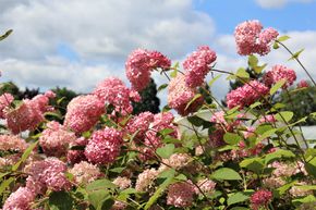 Hortensie 'Pink Annabelle'