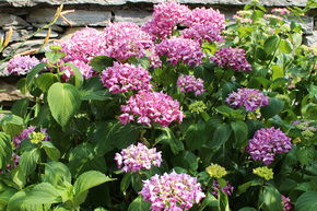 Hortensie, rote Bauernhortensie