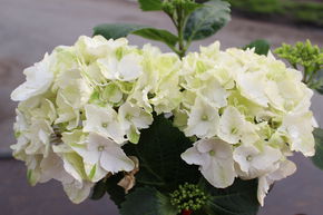 Hortensie, weisse Bauernhortensie