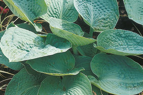 Hosta sieboldiana 'Big Daddy'